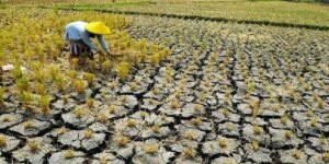 Dampak Perubahan Iklim pada Pertanian: Ancaman Nyata dan Strategi Adaptasi