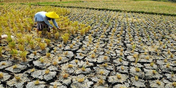 Dampak Perubahan Iklim pada Pertanian: Ancaman Nyata dan Strategi Adaptasi