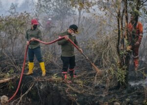 Hutan Indonesia di Persimpangan Jalan: Antara Konservasi, Ekonomi, dan Perubahan Iklim