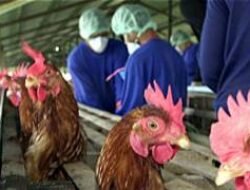 Flu Burung: Ancaman yang Terus Berevolusi dan Apa yang Perlu Anda Ketahui